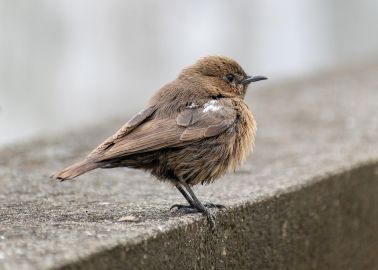 Texte alternatif de l'image